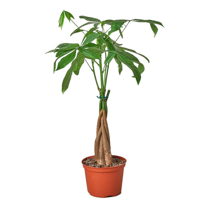 Money Tree 'Guiana Chestnut' Pachira Braid - Saltwater Bodega