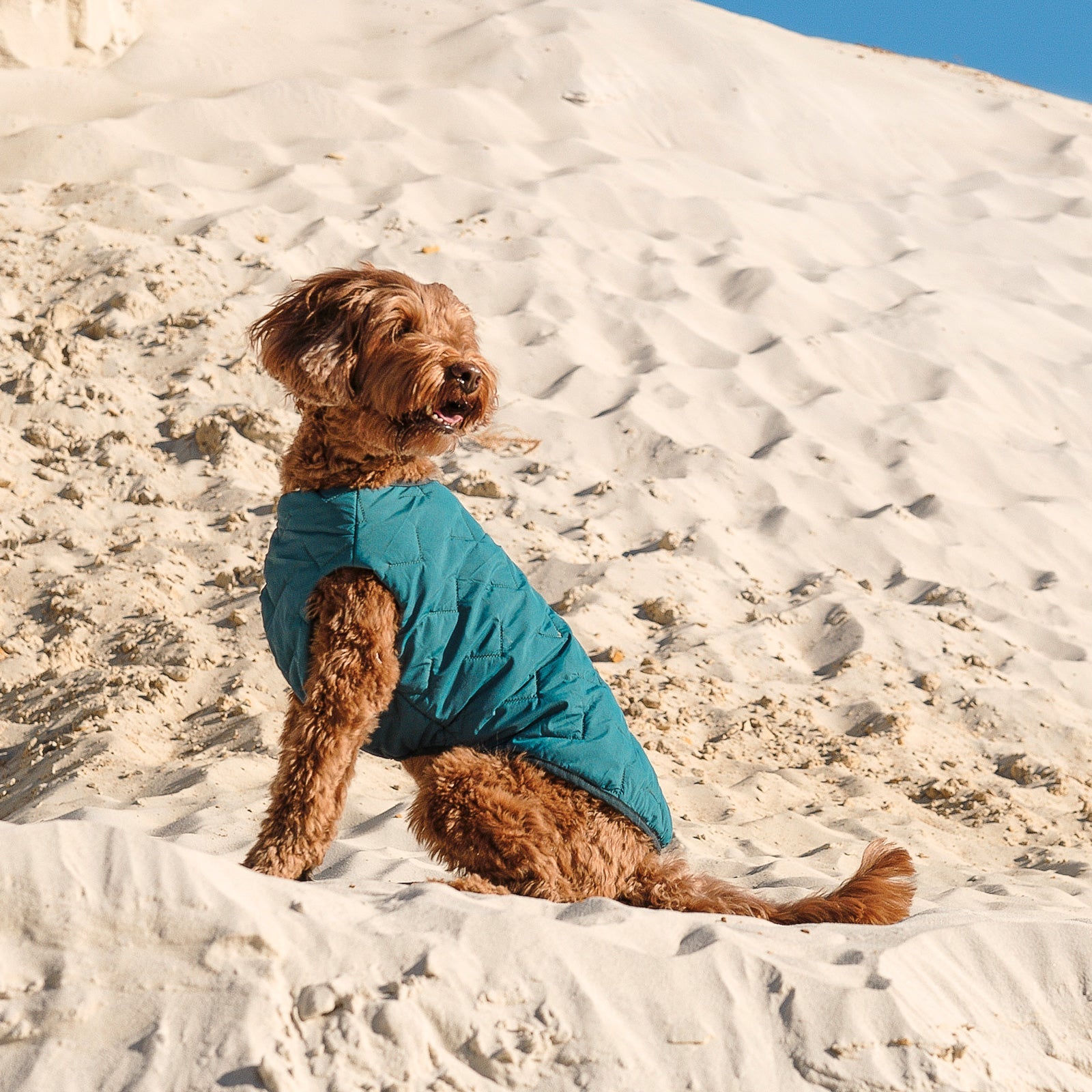 Sustainable Eco-Friendly Dog Jacket / Vest - Saltwater Bodega